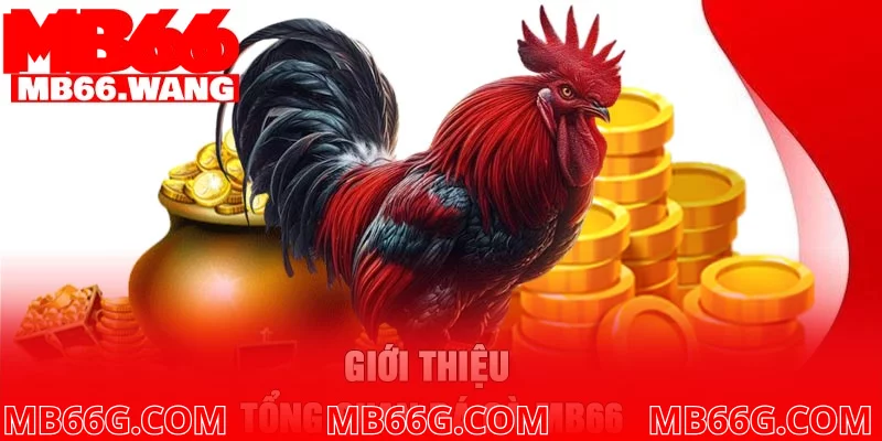 Giới thiệu tổng quan đá gà MB66