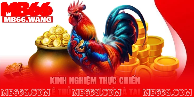 Kinh nghiệm thực chiến cho kê thủ khi chơi đá gà tại MB66